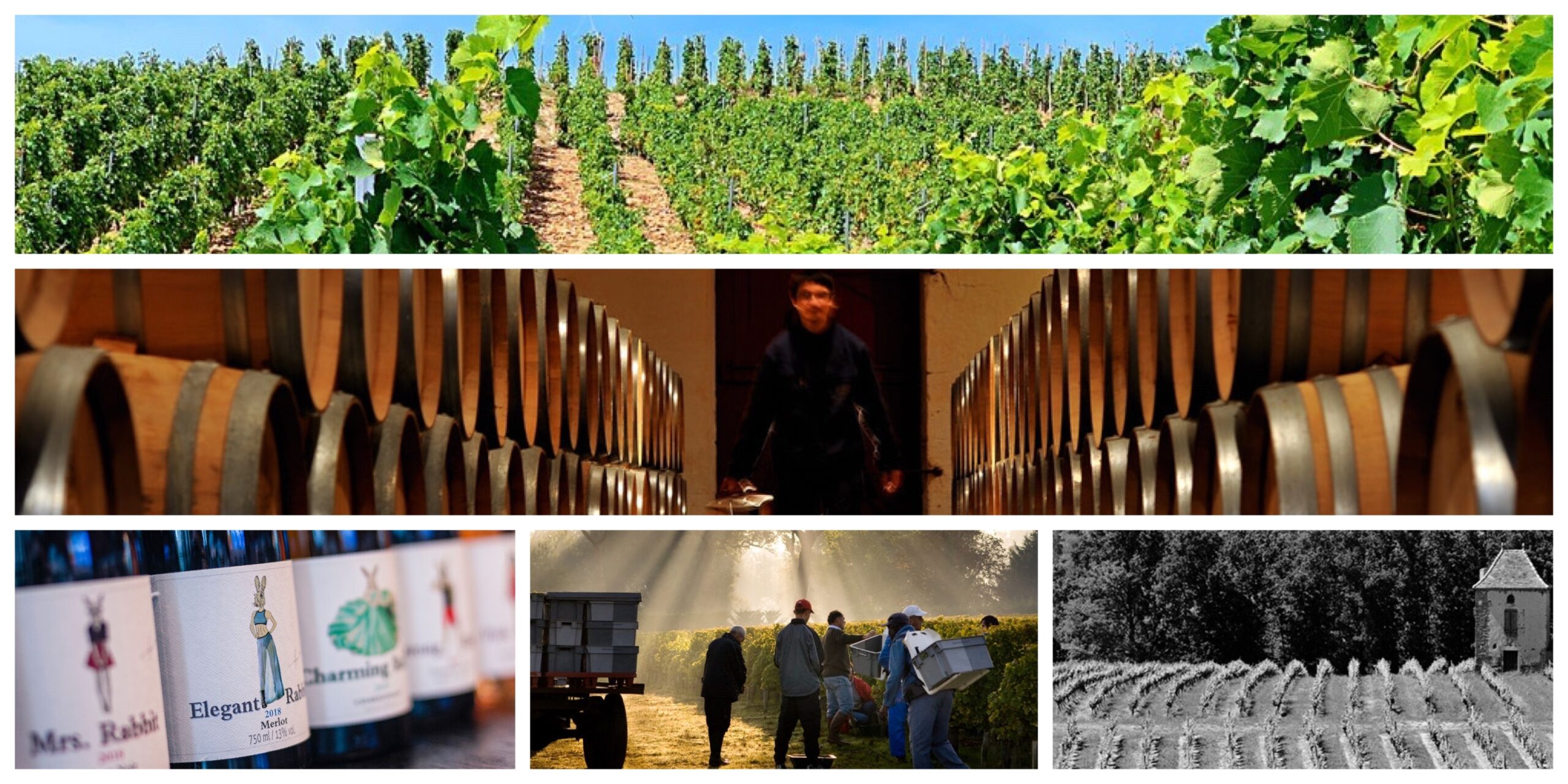 Rabbit Family vineyards cellar and harvest collage