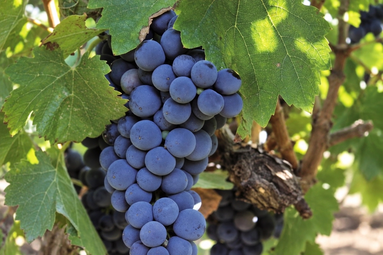 Cabernet Sauvignon grape bunches with dark berries