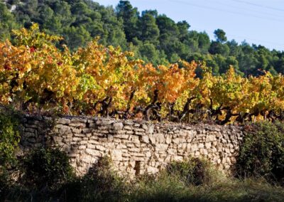 Golden autumn vines above a traditional dry-stone vineyard terrace.
