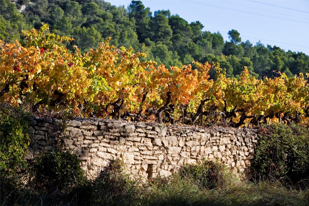 Autumn colours in the vineyard Golden autumn vines above a traditional dry-stone vineyard terrace.