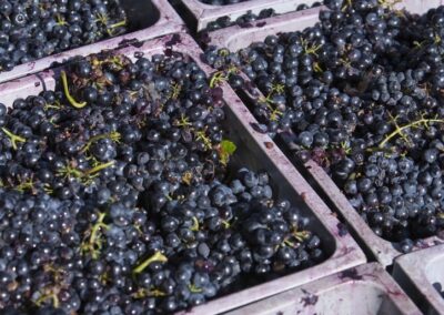 Harvest crates filled with freshly picked dark wine grapes.