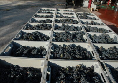Rows of white harvest crates filled with dark grapes at the winery.