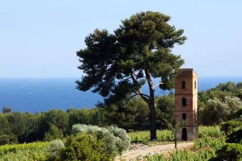 A Mediterranean vineyard view A pine tree and stone tower overlooking vineyards and the blue Mediterranean Sea.