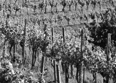 Black-and-white view of neatly aligned vineyard rows and vine leaves.
