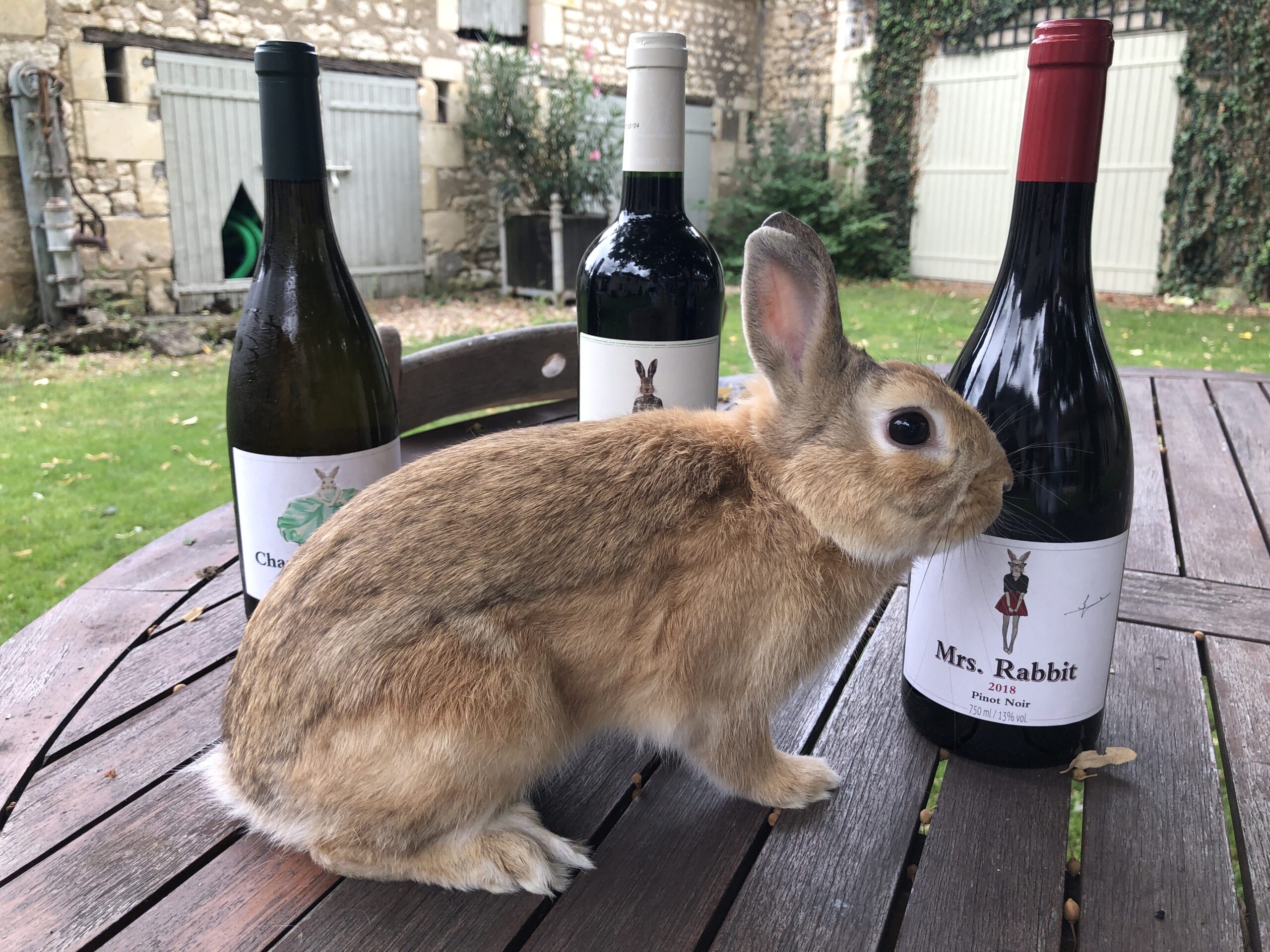 The Rabbit Family spirit A brown rabbit beside Rabbit Family wine bottles on an outdoor table.