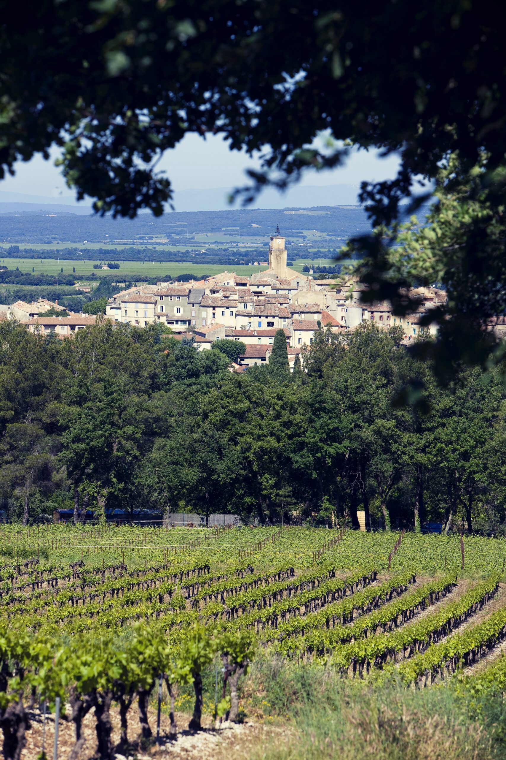 Vines in the Rhône countryside Vineyard rows leading towards a Rhône village beneath a leafy tree.