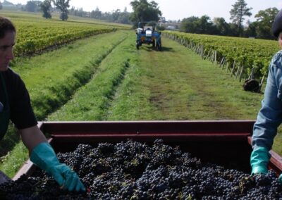 A tractor ahead of a grape-filled harvest trailer between vineyard rows.