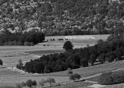 Black-and-white landscape of vineyards below wooded hills and a distant village.