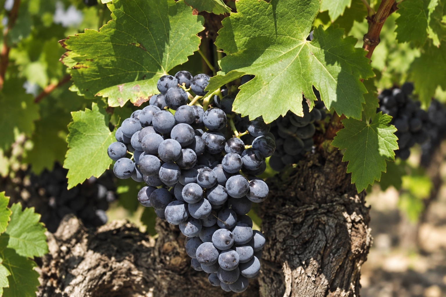 Grenache Noir grape bunches in the vineyard