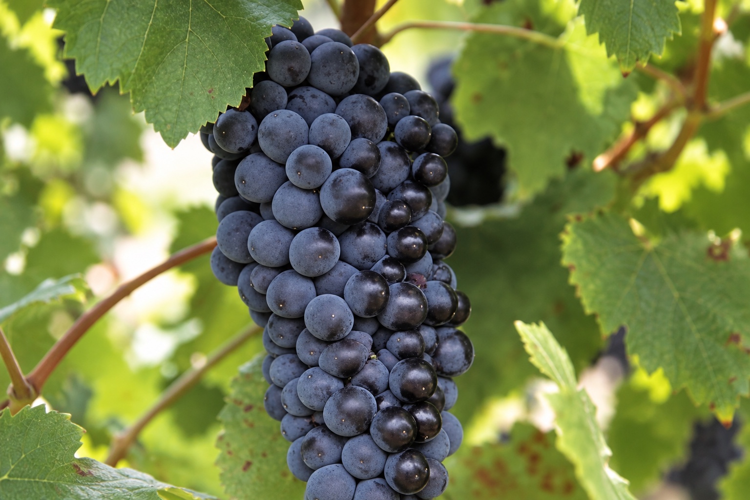Compact bunches of dark Pinot Noir grapes on the vine
