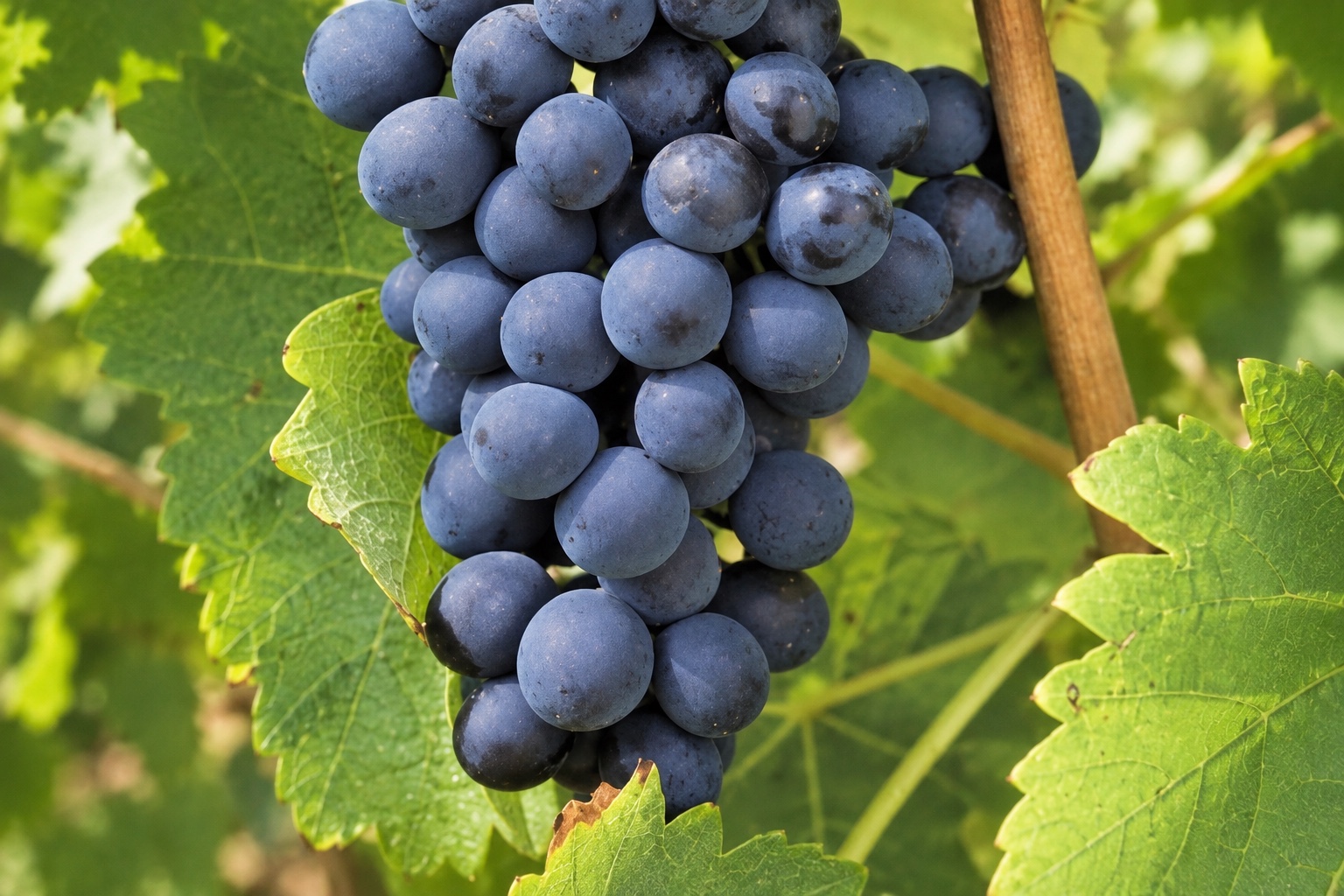Dark Syrah grape bunches among vineyard leaves