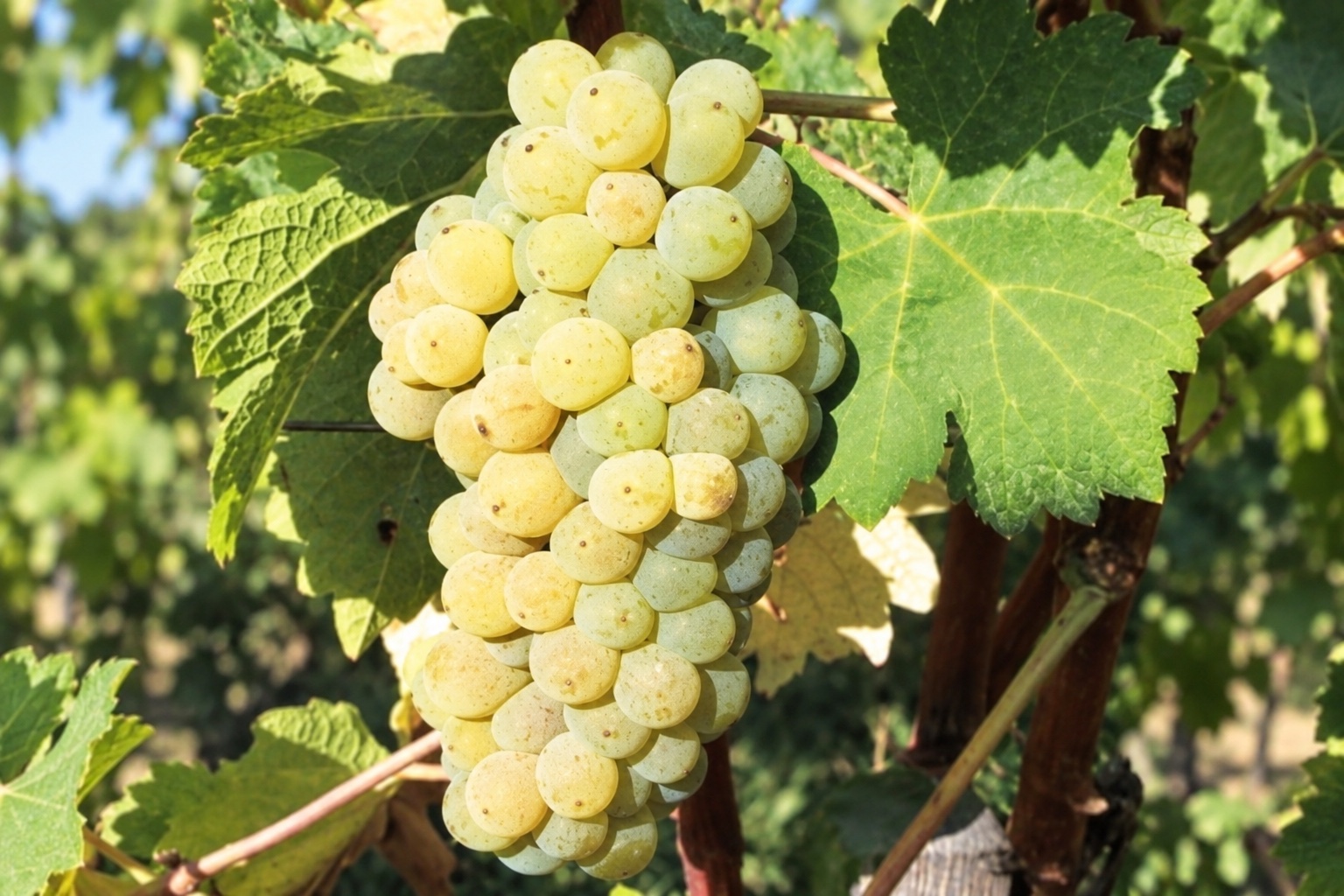 Golden Viognier grapes growing among green vine leaves
